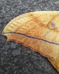 Antheraea yamamai