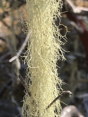 Alectoria sarmentosa