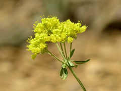 Eriogonum umbellatum