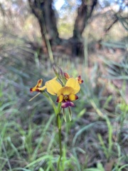 Diuris magnifica