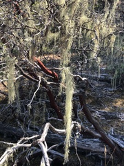 Alectoria sarmentosa