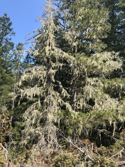 Alectoria sarmentosa