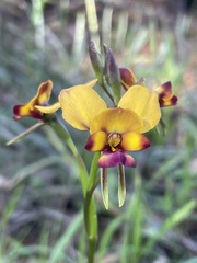 Diuris magnifica