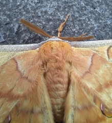 Antheraea yamamai