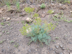 Lomatium multifidum