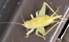 Cyrtoxipha columbiana