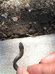 Diadophis punctatus modestus