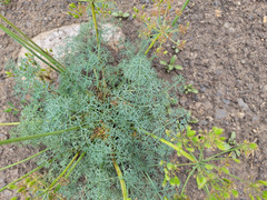 Lomatium multifidum