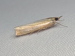 Crambus