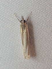 Crambus