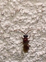 Brachycistidinae