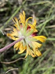 Gaillardia