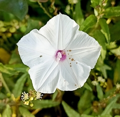 Ipomoea pandurata