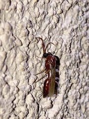 Brachycistidinae
