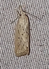 Diatraea lisetta