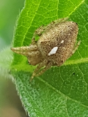 Eriophora