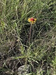 Gaillardia