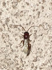 Brachycistidinae