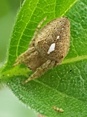 Eriophora
