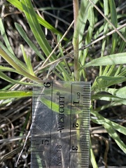 Gaillardia