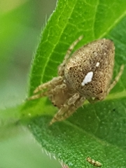 Eriophora