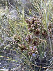 Andersonia