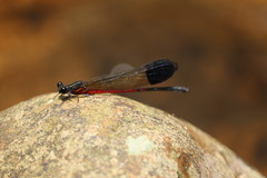 Euphaea dispar