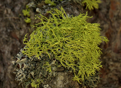 Letharia vulpina