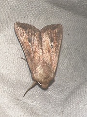 Mythimna albipuncta