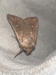 Mythimna albipuncta