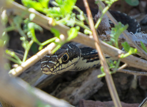 Striped Whipsnake