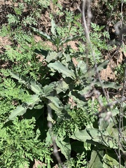 Asclepias nyctaginifolia