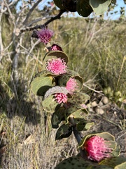 Hakea cucullata