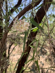 Funastrum