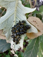 Leptinotarsa undecimlineata