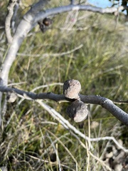 Hakea cucullata