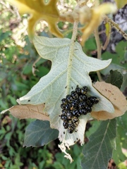 Leptinotarsa undecimlineata