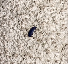 Tenebrionidae