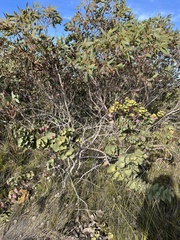 Hakea cucullata