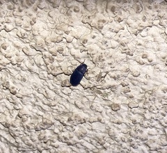 Tenebrionidae