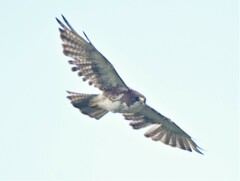 Buteo albigula