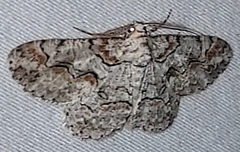 Iridopsis defectaria