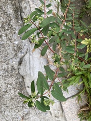 Euphorbia hypericifolia