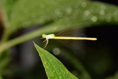 Ceriagrion melanurum