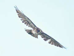 Buteo albigula