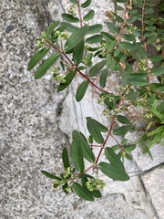 Euphorbia hypericifolia