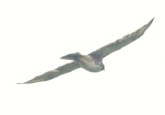 Buteo albigula
