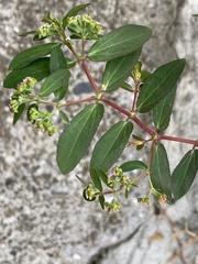 Euphorbia hypericifolia