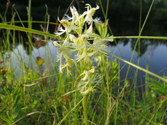 Platanthera lacera
