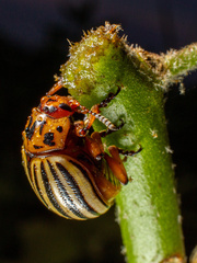 Leptinotarsa decemlineata